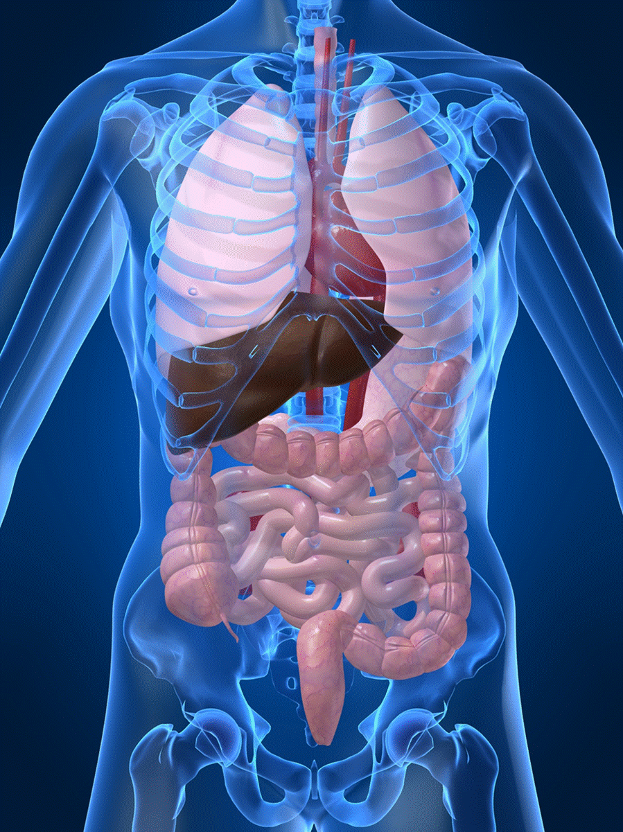 Three beneficial foods for your nervous system